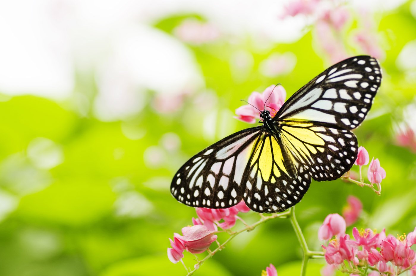 A butterfly with black, white, and yellow wings rests on pink flowers against a blurred green background.