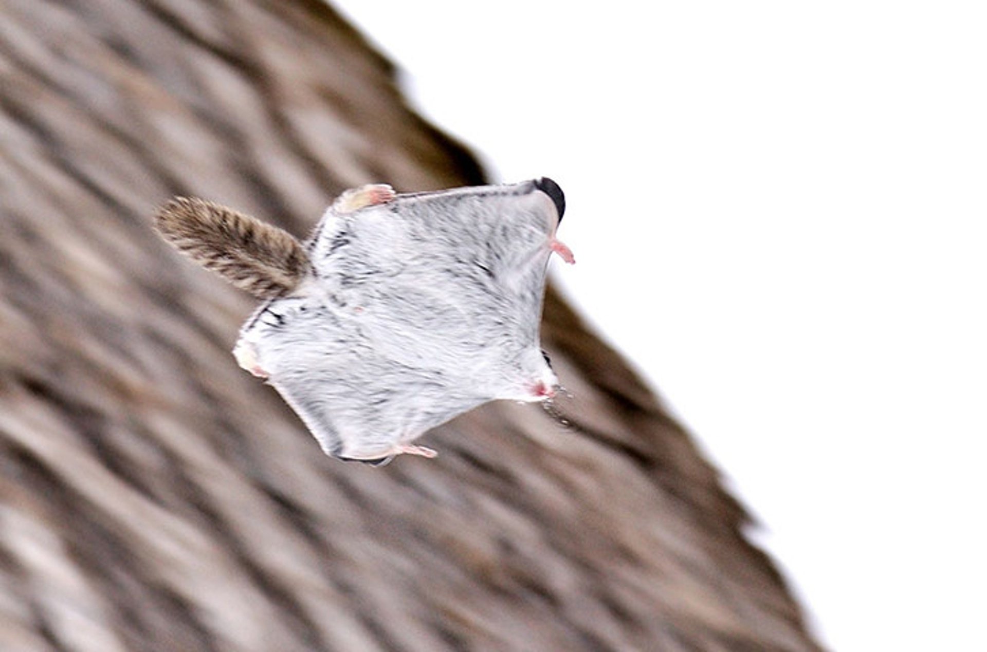 Japan, Hokkaido flying squirrel Image - ID: 6319 - Image Abyss