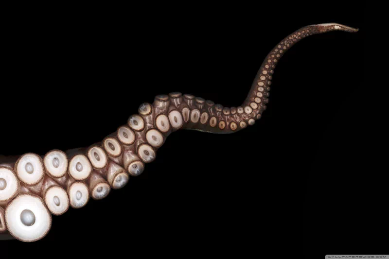 Animal octopus Image