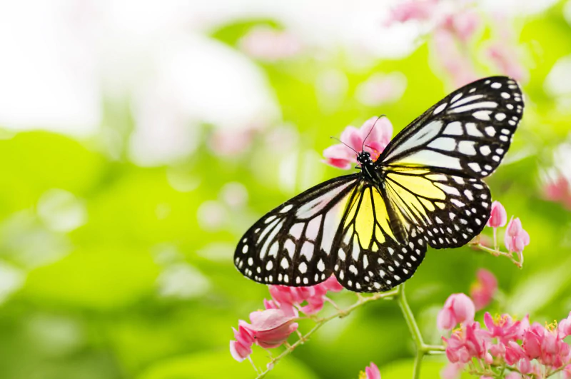 A butterfly with black, white, and yellow wings rests on pink flowers against a blurred green background.