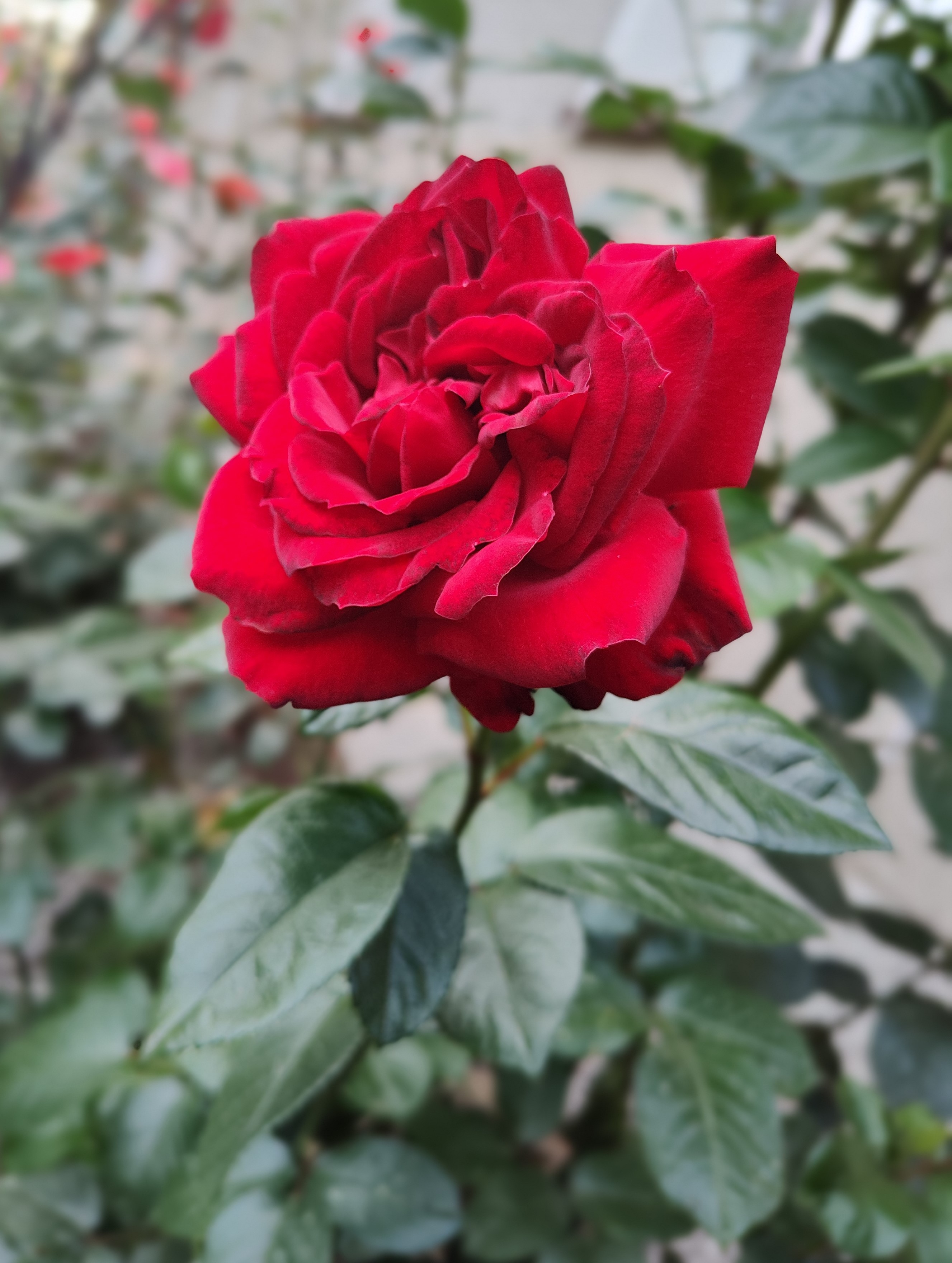 rose by Milos90