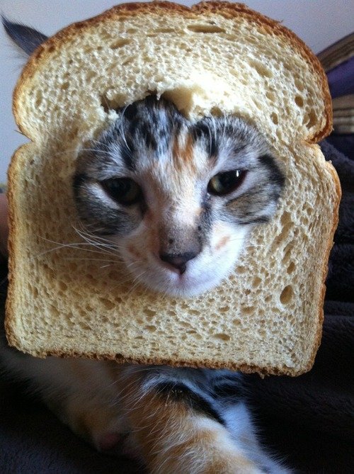 pure bread orange perian cat