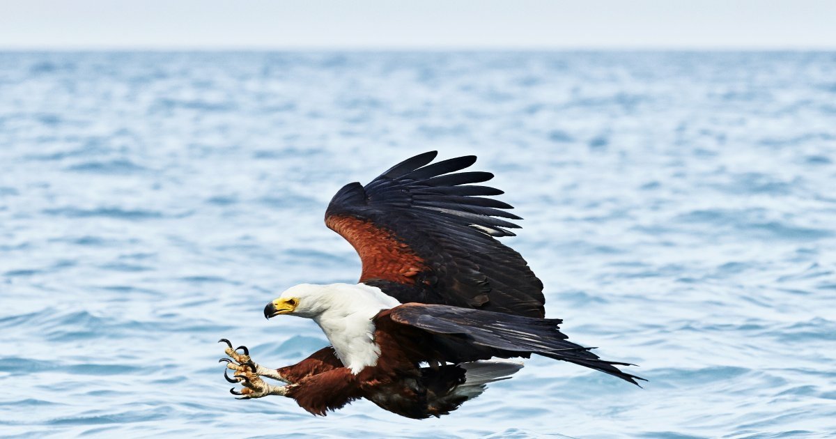 Japan, Hokkaido eagle Image - ID: 6323 - Image Abyss