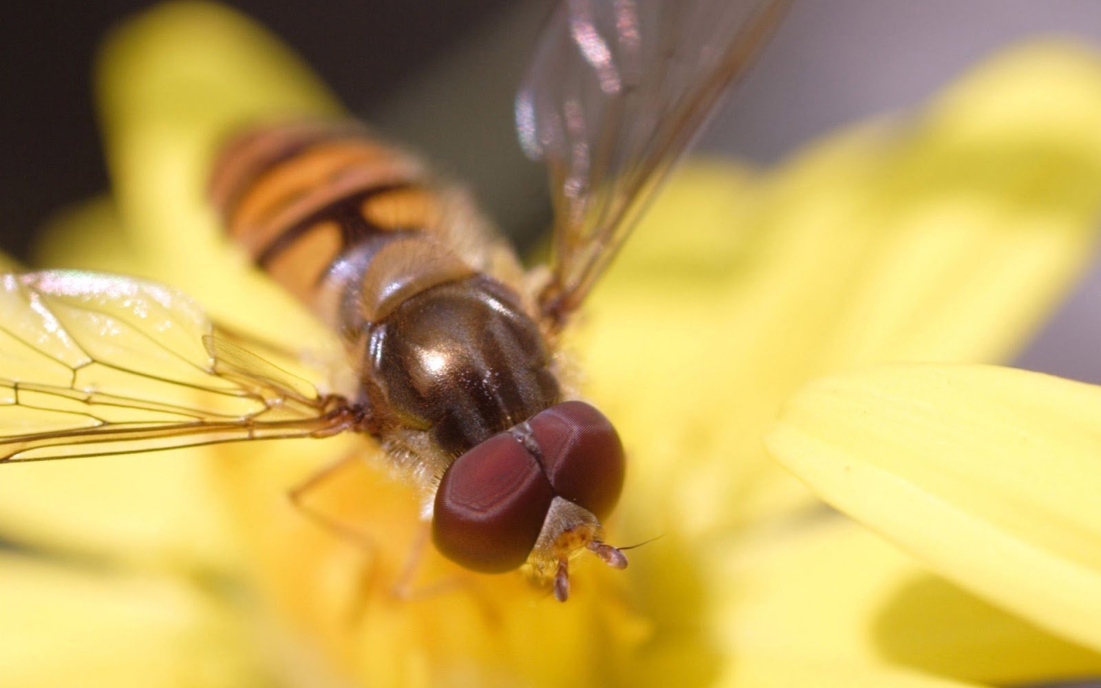 Download Animal Hoverfly Image