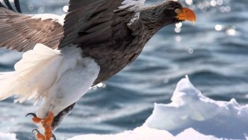 Preview Image 6324
