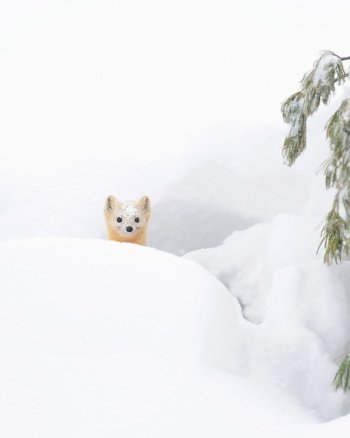 Preview Image 6327
