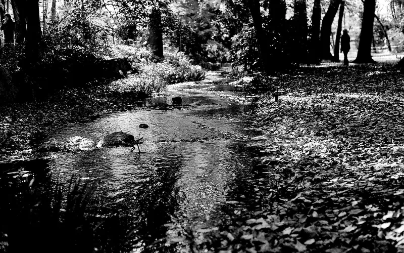 photography Black & White Image
