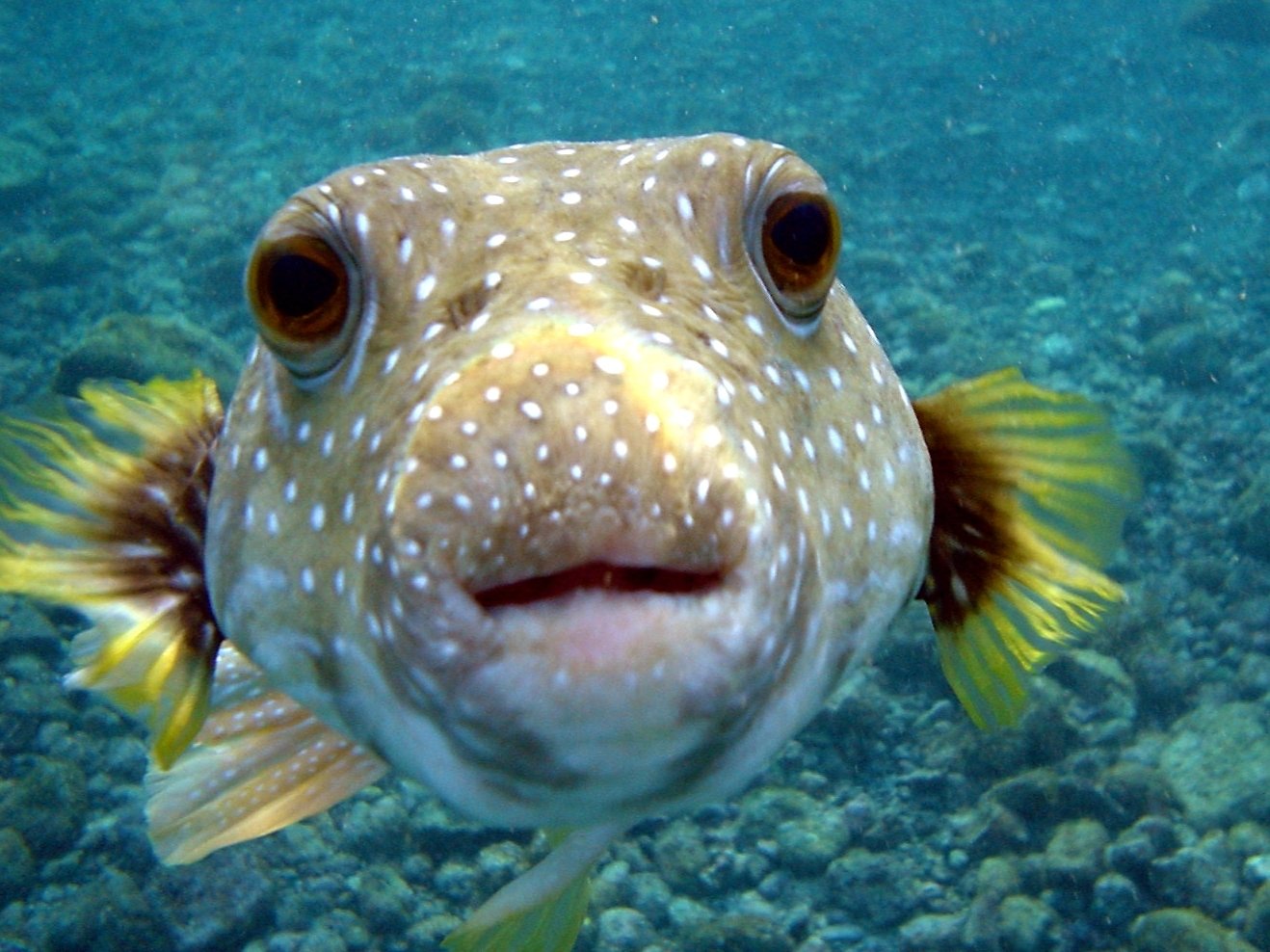 Download Animal Pufferfish Image