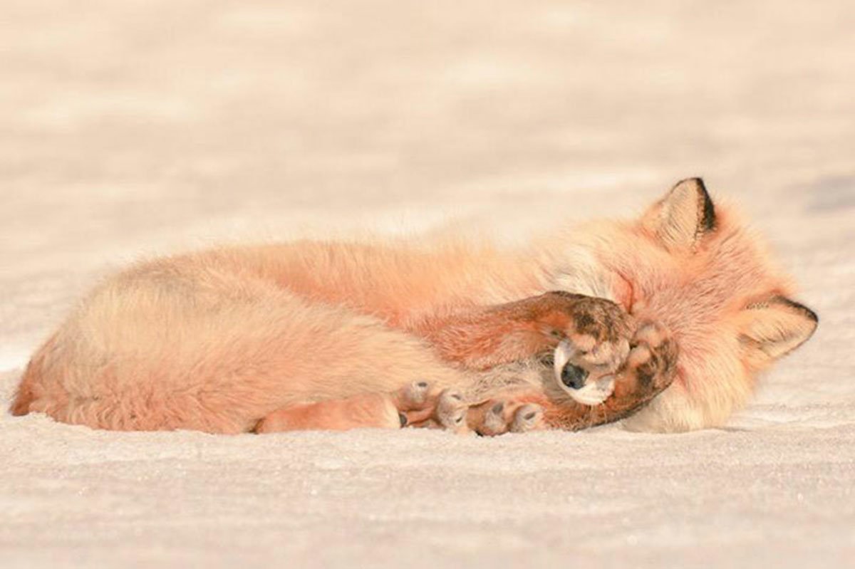  Japan, Hokkaido red fox