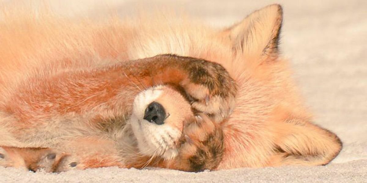  Japan, Hokkaido red fox