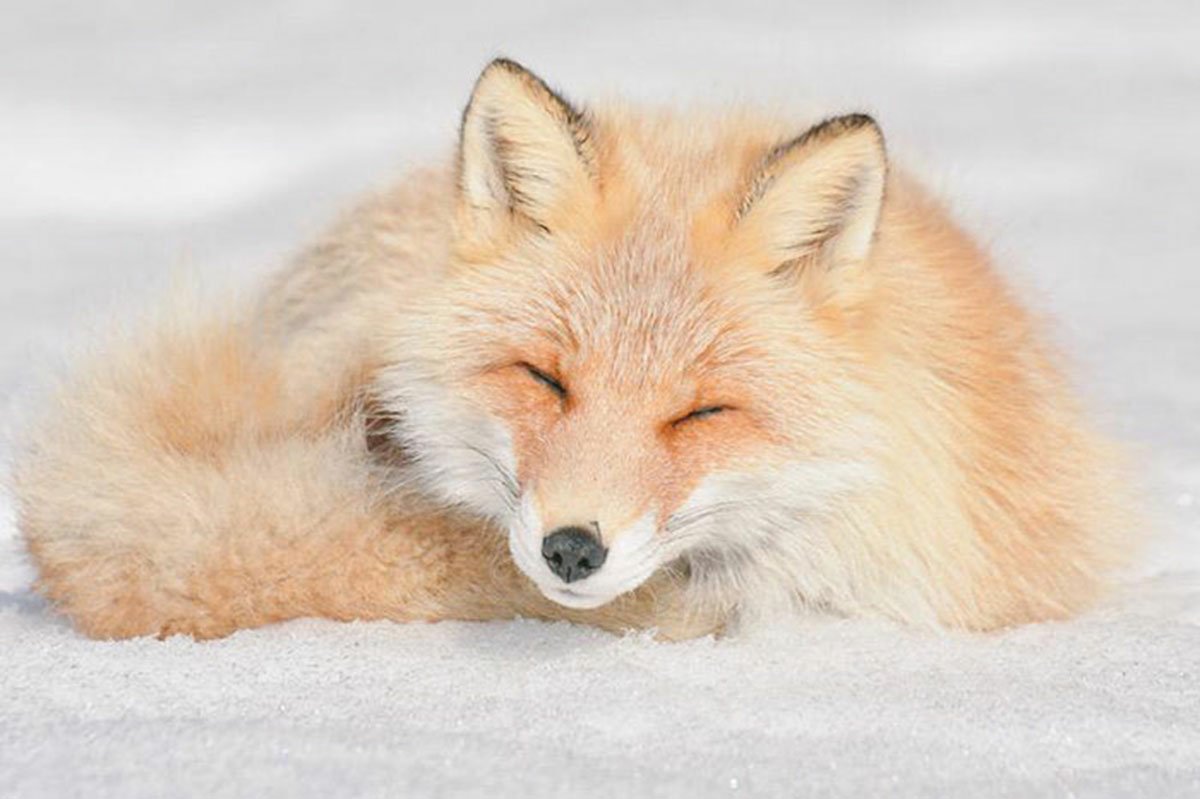 Japan, Hokkaido red fox Image ID 6335 Image Abyss