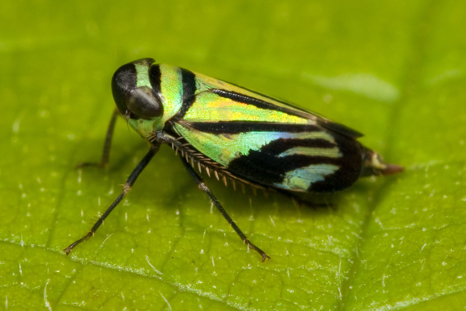 Download Animal Leafhopper Image