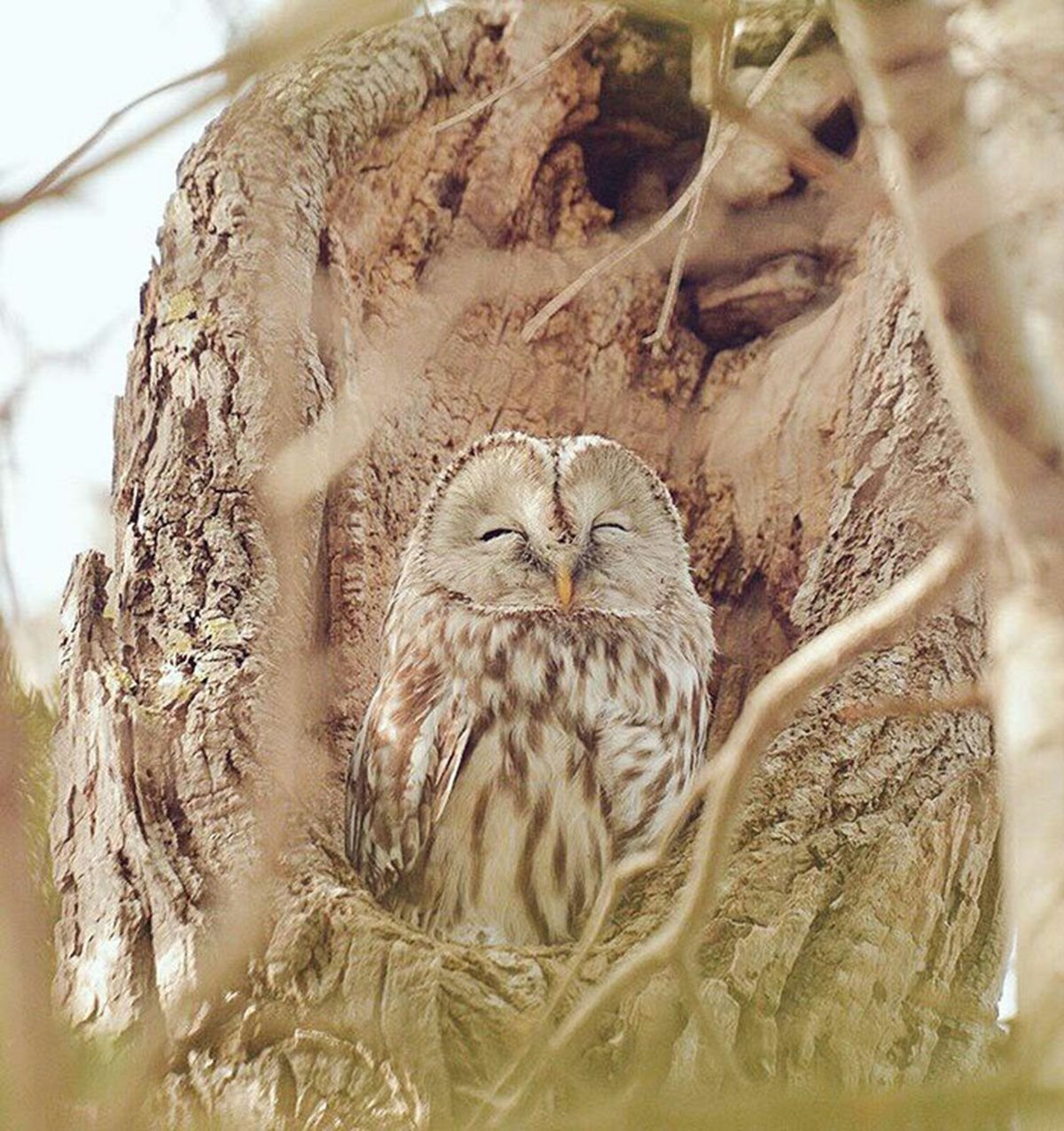Japan, Hokkaido Ural Owl Image ID 6339 Image Abyss