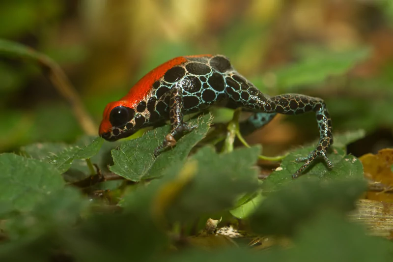 A brightly colored poison dart frog with red and blue patterns perched on green leaves in a natural habitat.