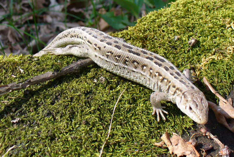Animal sand lizard Image