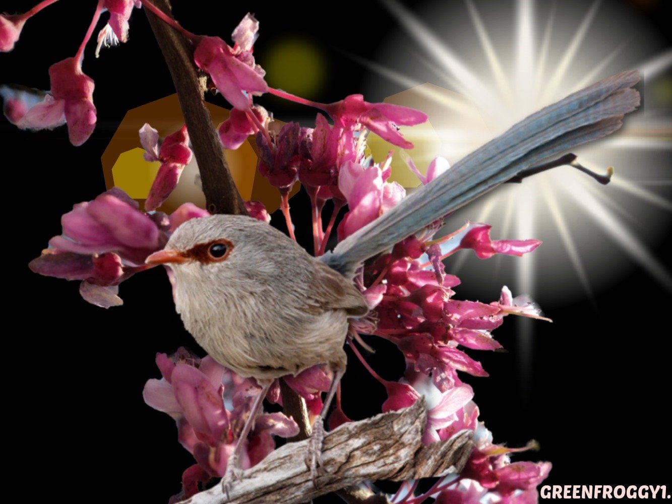 A wren perched on a branch amidst vibrant pink flowers with sunlight radiating in the background.