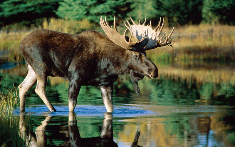 A moose stands in shallow water near the edge of a forest, its large antlers prominently displayed.
