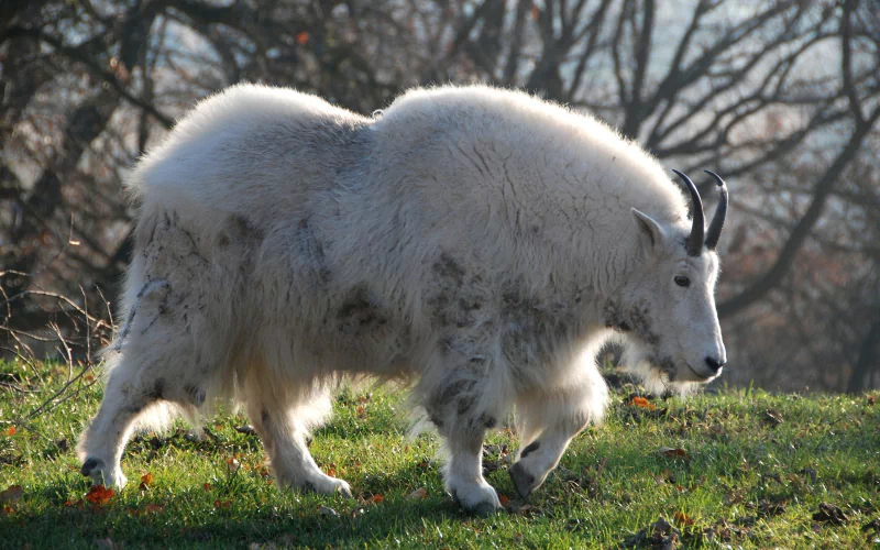 Animal mountain goat Image