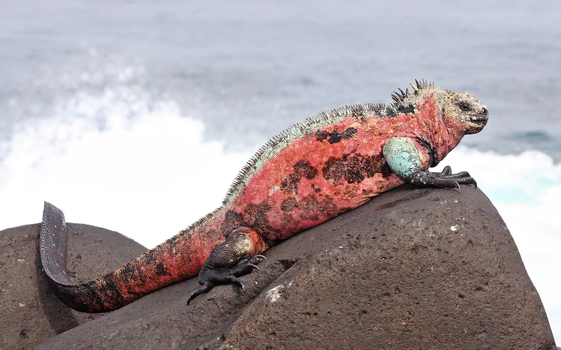 Animal marine iguana Image