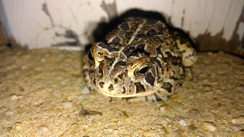Animal toad Image