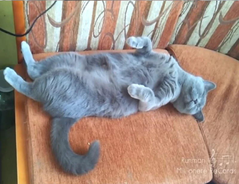 A gray cat is sleeping peacefully on its back in a relaxed pose on a chair, showcasing its playful side and content demeanor.