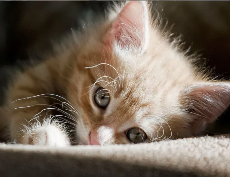 A light-colored kitten resting peacefully in the warm sun, showcasing its soft fur and gentle eyes.