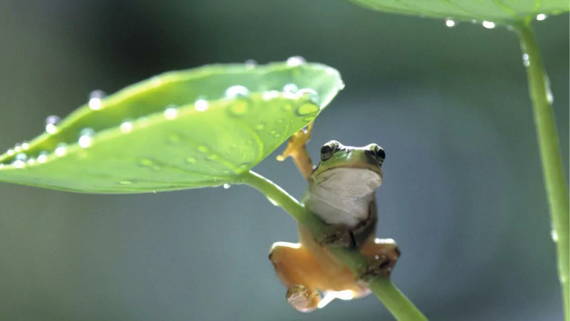 Animal tree frog Image
