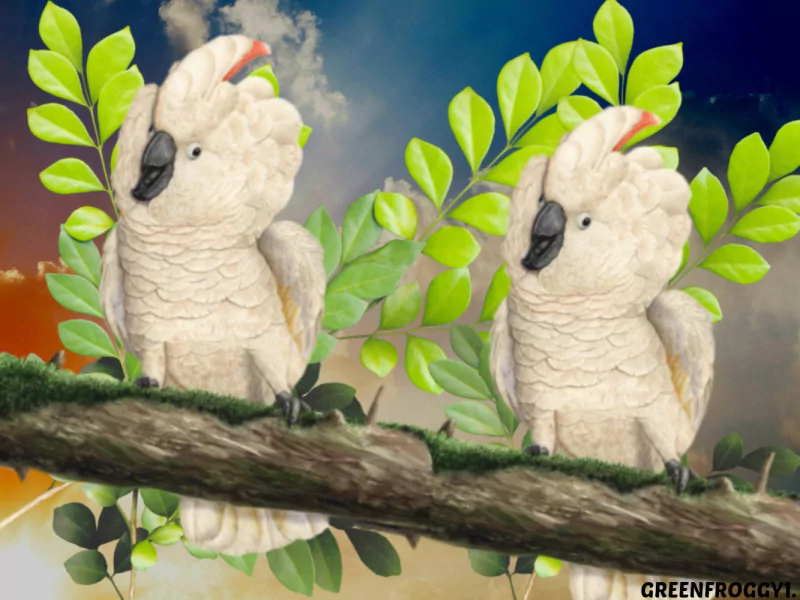  Salmon-crested cockatoo (cacatua moluccensis)