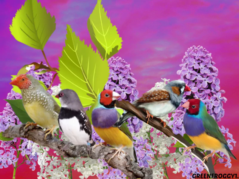  FINCHES