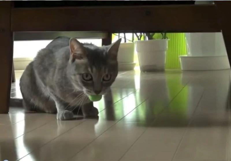 A grey cat crouches on a shiny floor beneath a table, focused on a nearby ball. Several white pots and plants are visible in the background.