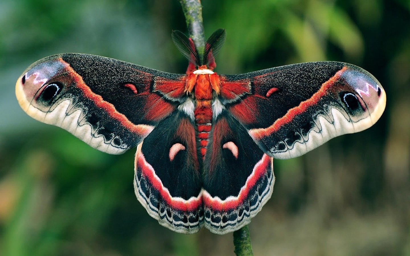 Download Animal Cecropia Moth Image