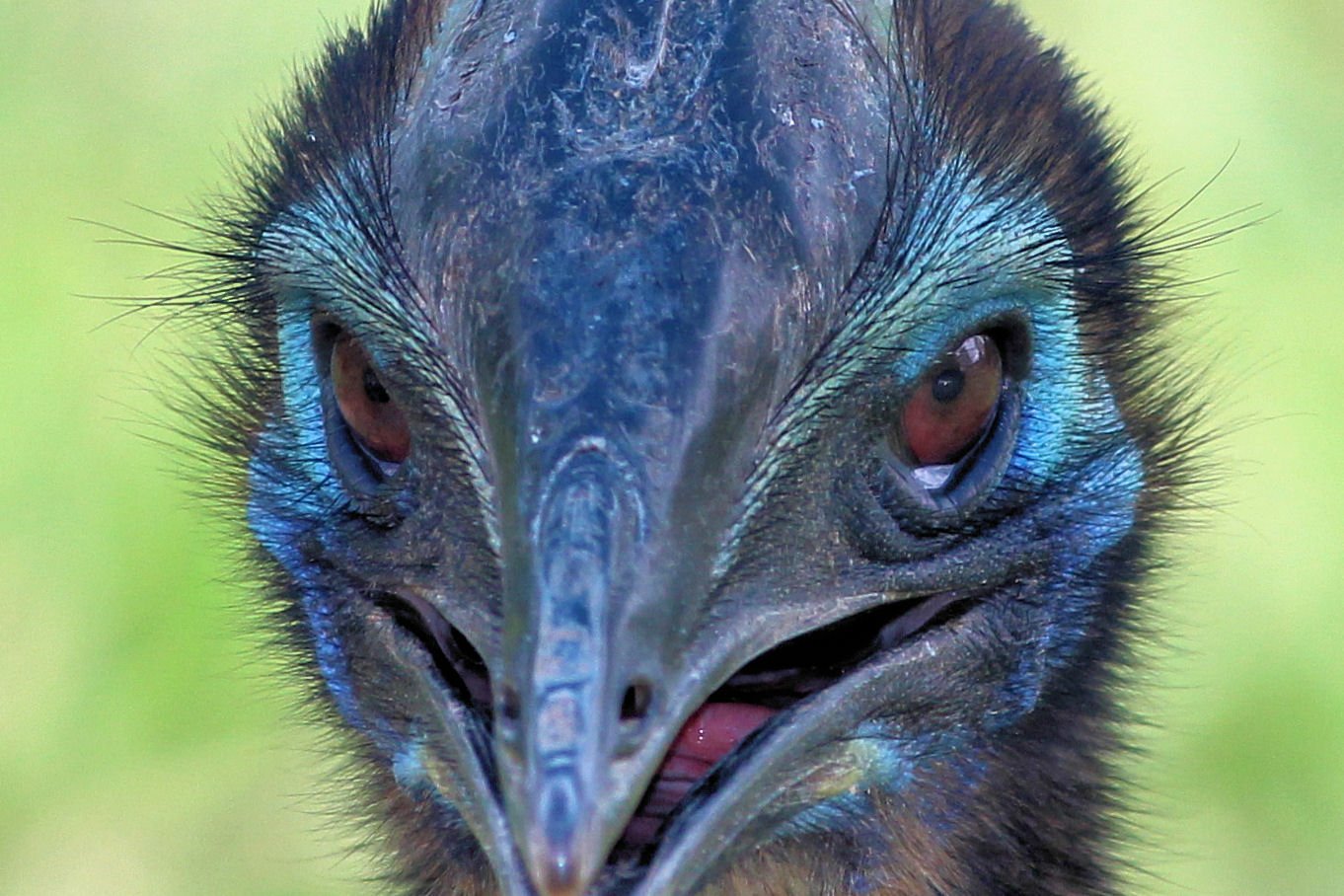 Download Animal Cassowary Image