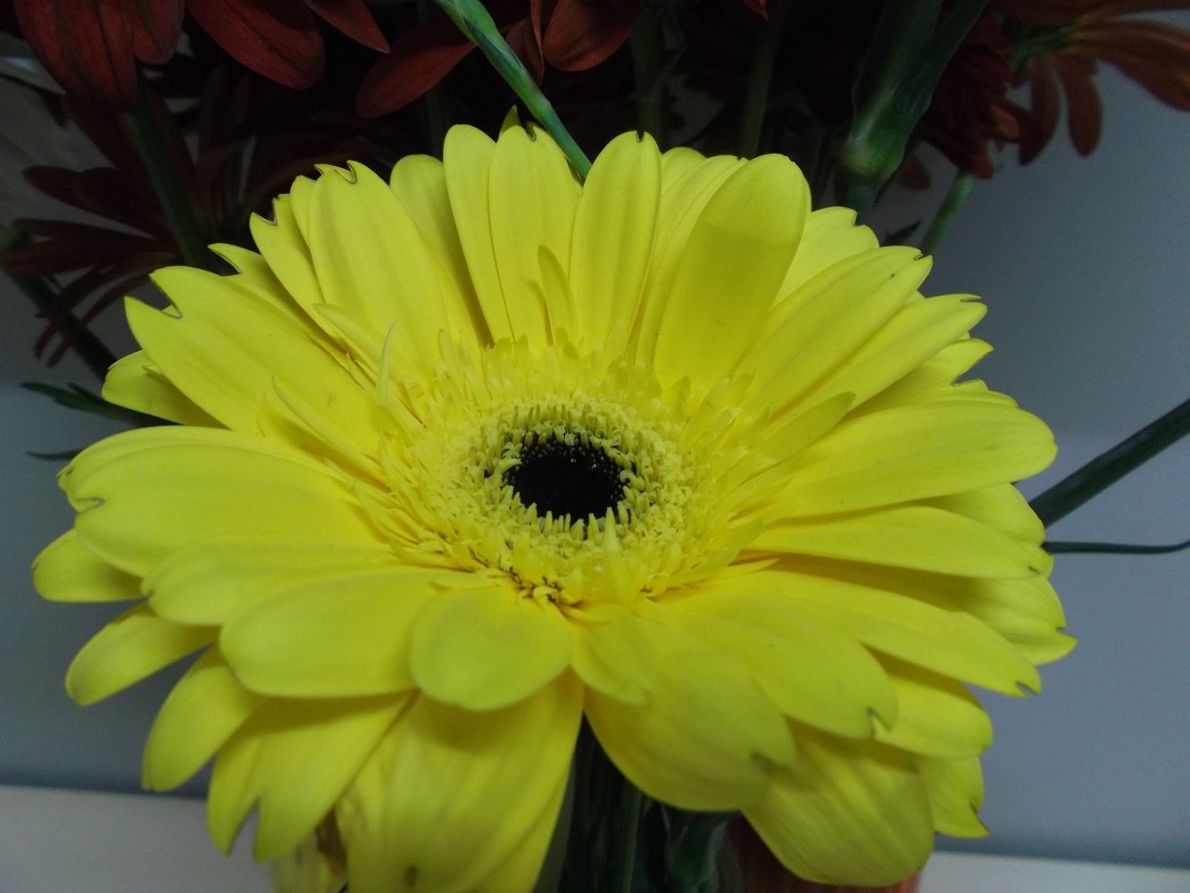 Close-up of a vibrant yellow gerbera daisy with detailed petals and a dark center, surrounded by green stems and other flowers in the background.