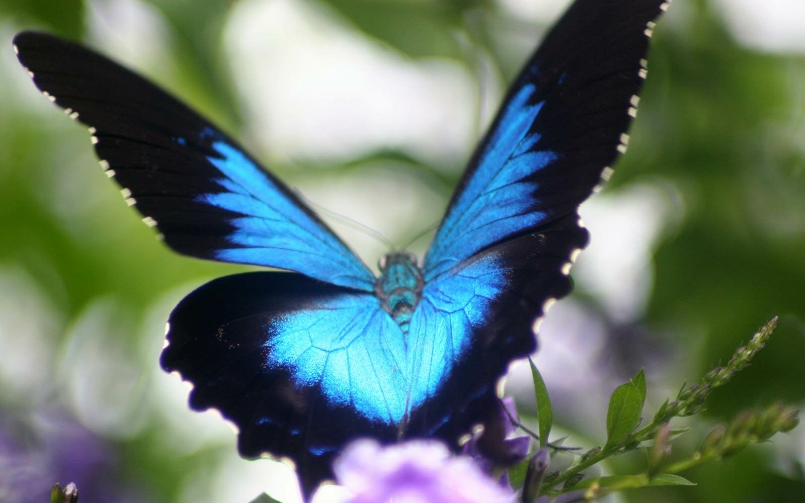 Download Butterfly Animal Ulysses Butterfly Image