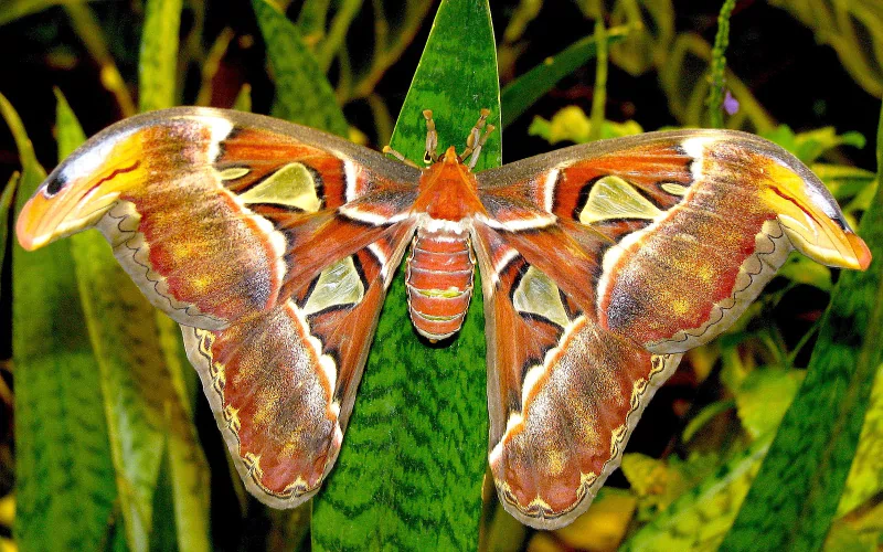  Atlas Moth