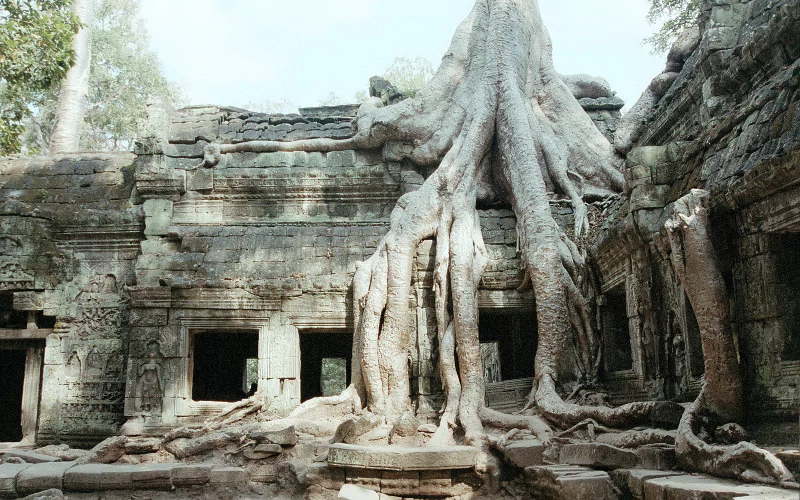  Ta Prohm Temple, Siem Reap, Cambodia