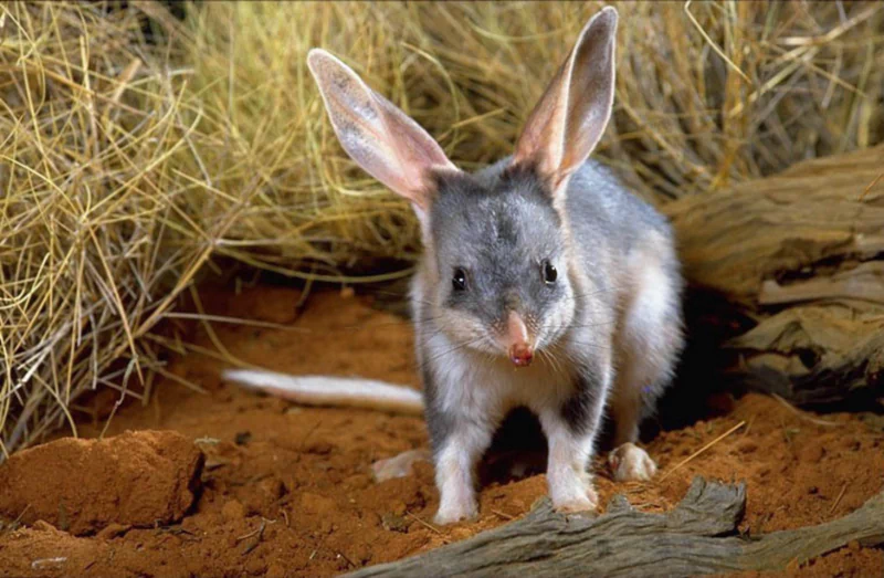 A bilby, a small nocturnal marsupial with large ears, stands on red soil near dry grass and wood in its natural habitat.
