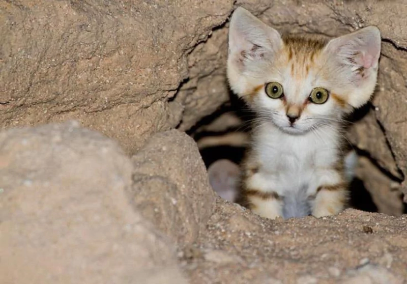 A curious sand cat kitten peeks out from a cozy burrow, its large ears and bright green eyes highlighting its playful nature in a sandy environment.
