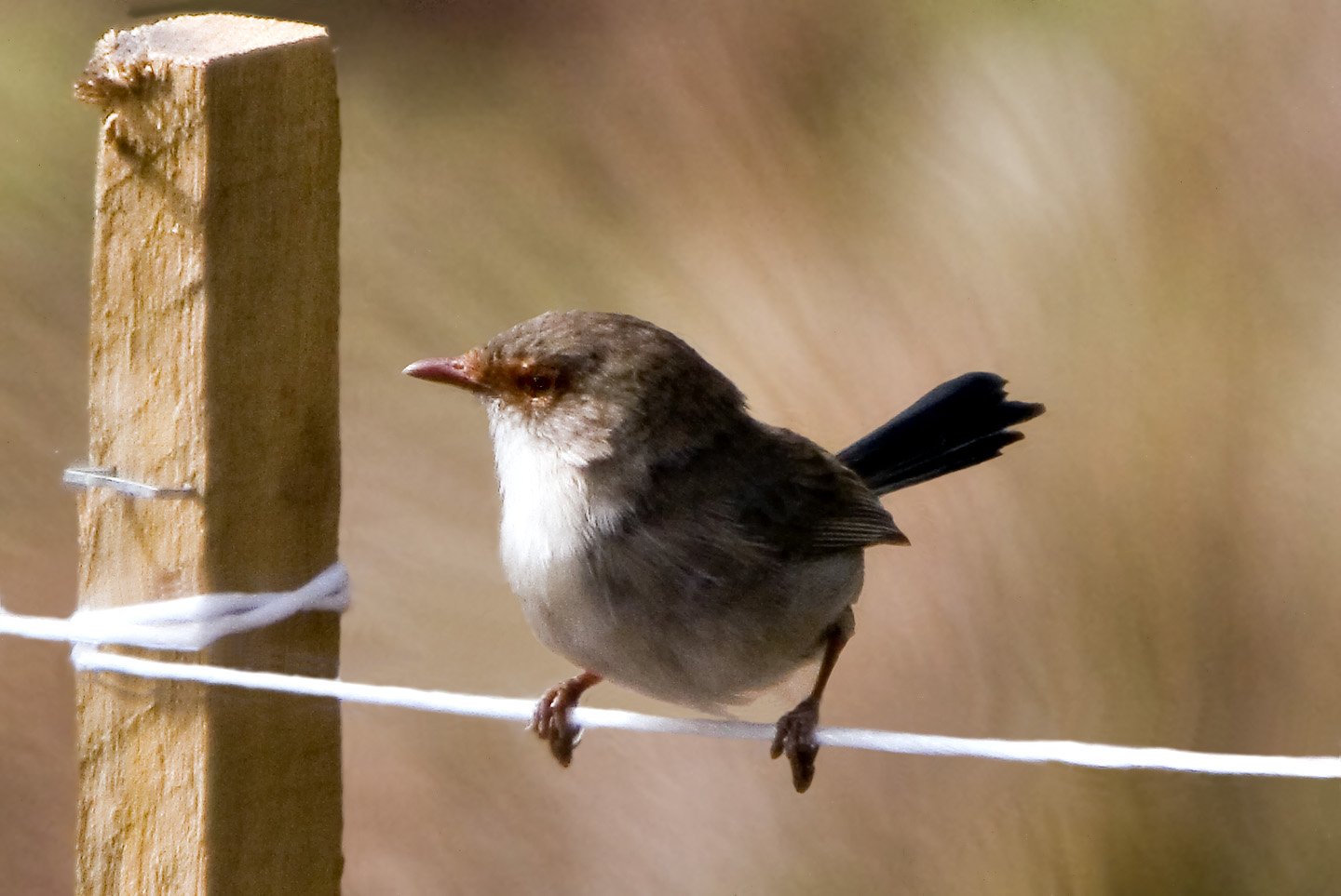 Download Superb Fairywren Animal Wren Image