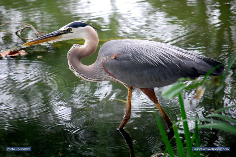 A heron stands partially submerged in water, surrounded by green foliage, with its long neck curved and beak pointed forward.