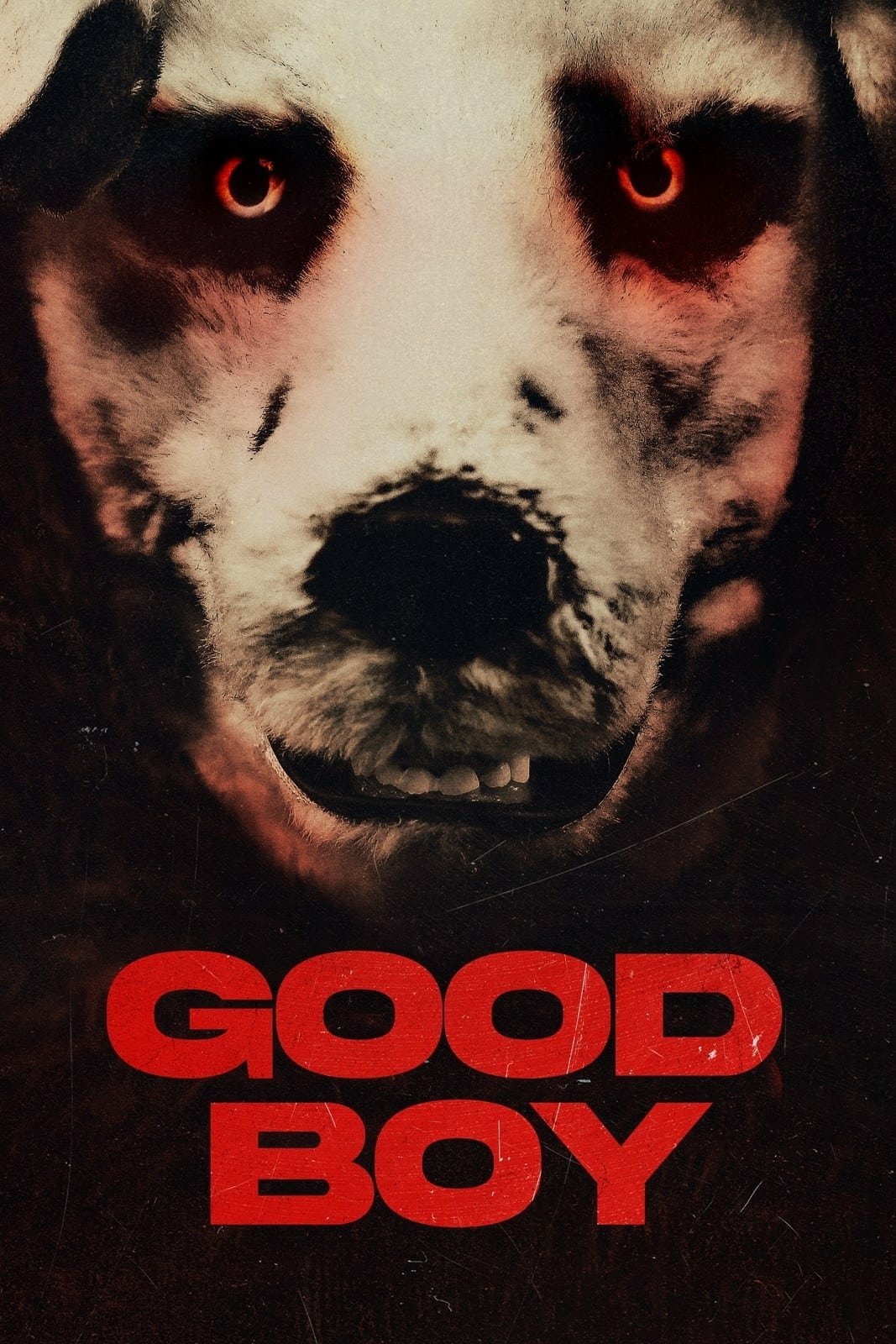 Good Boy Desktop Wallpapers, Phone Wallpaper, PFP, Gifs, and More!