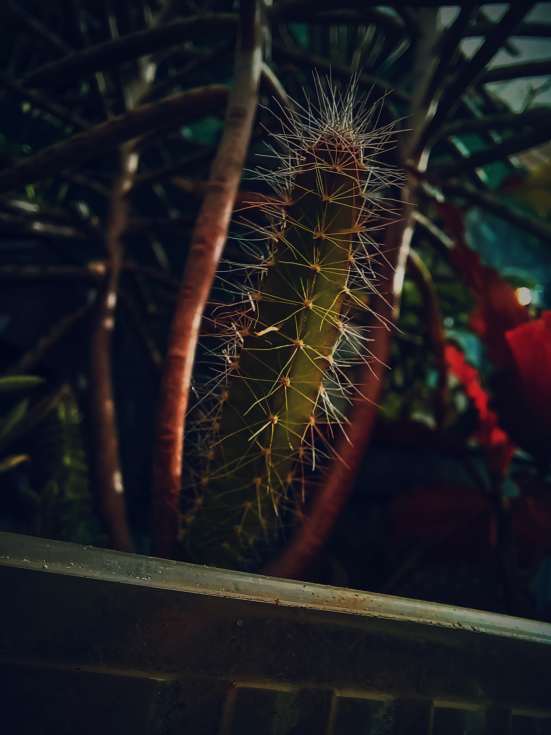 A cactus with thorns on it by Hermano006