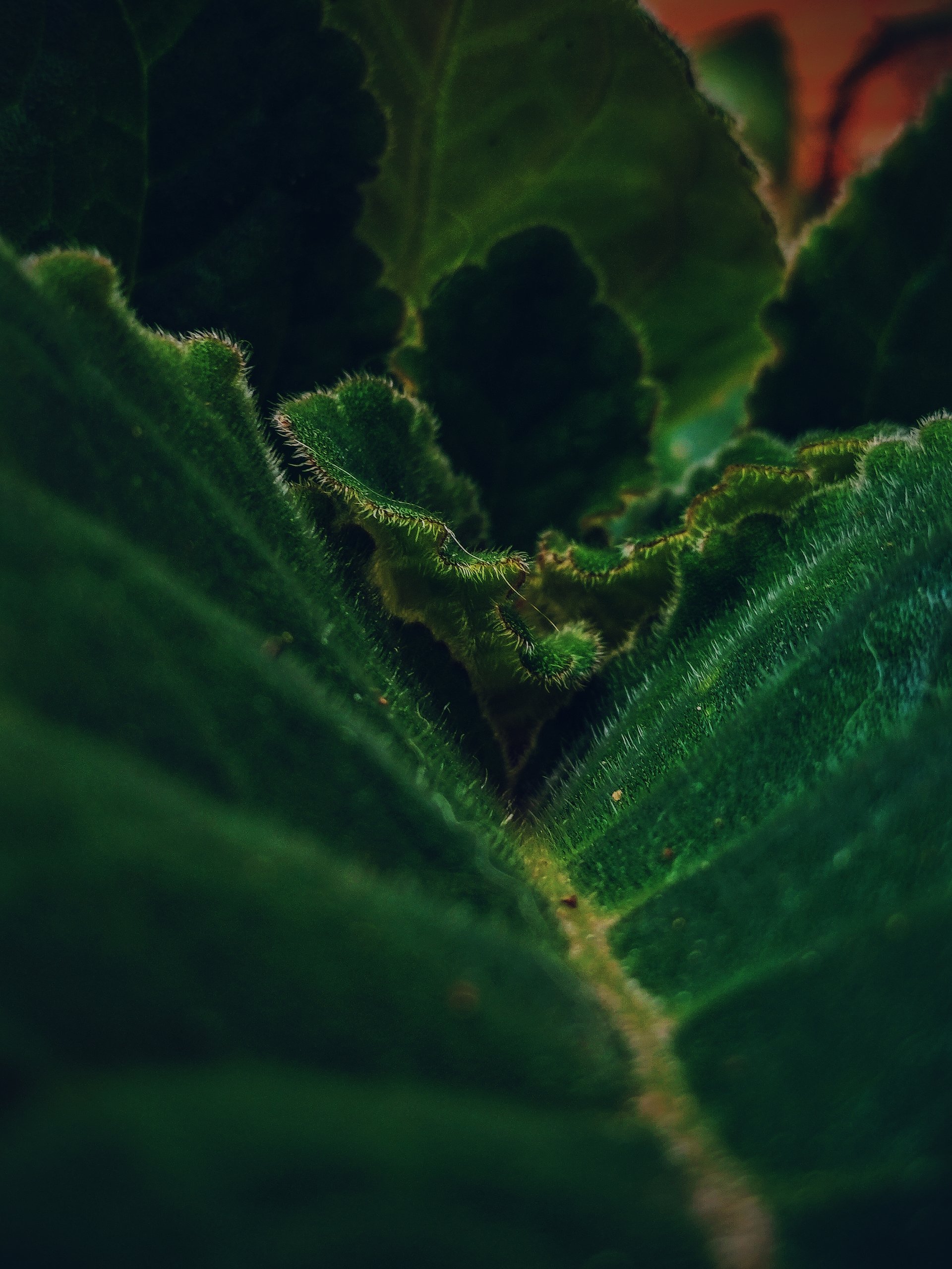 Close up of a green plant by Hermano006
