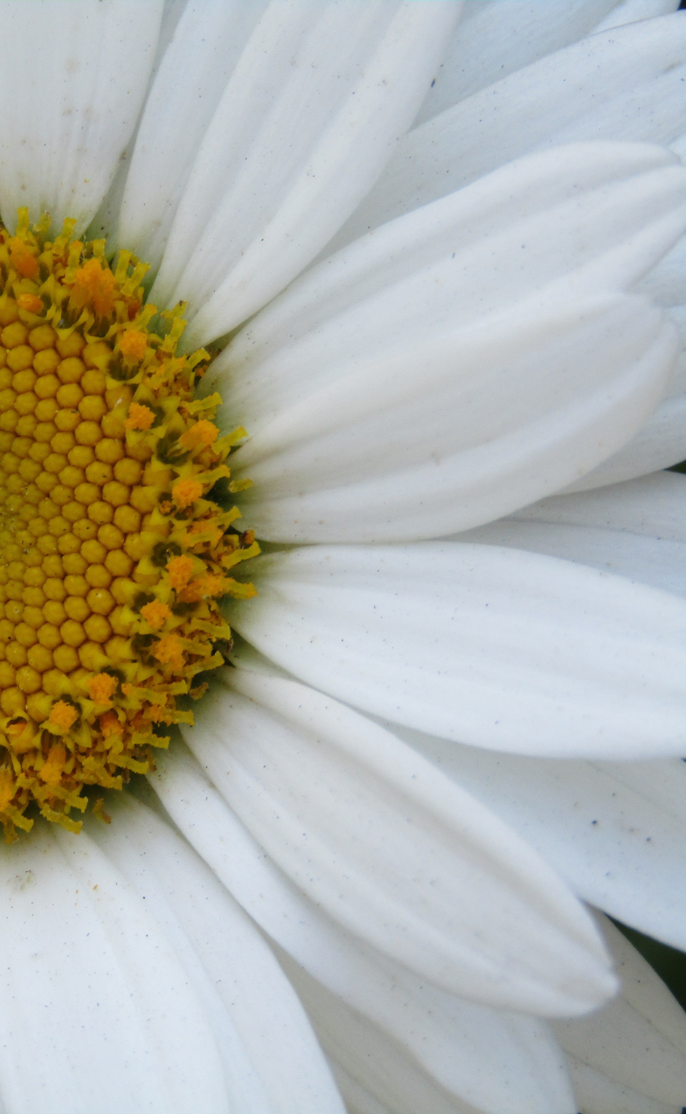 Daisy Flower bloom macro closeup by Demasc1