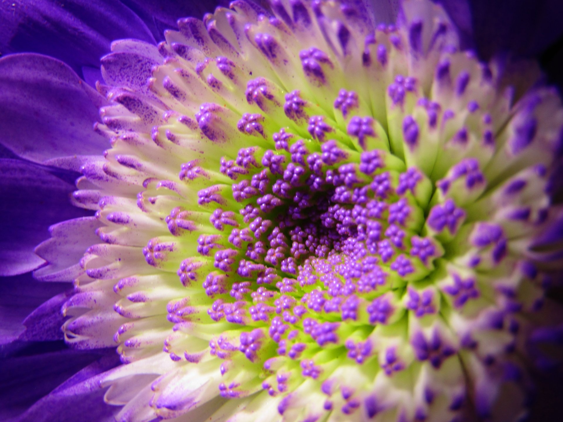 Daisy with purple color splashed petals closeup. by Demasc1