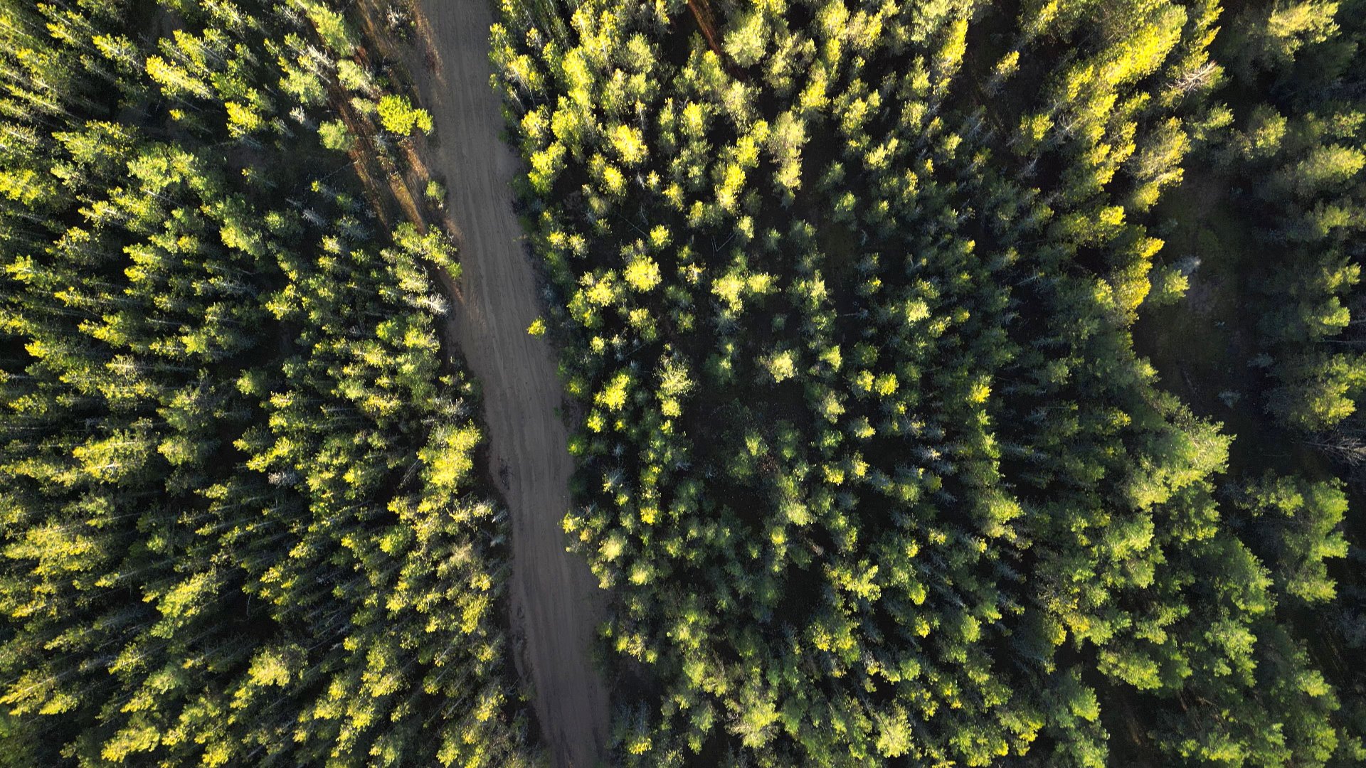 Coniferous Trees - Evergreen Nature by jacvivo13