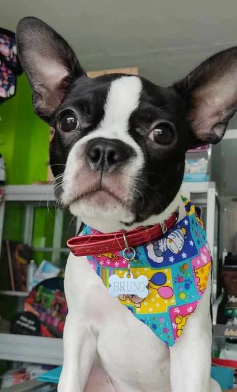  Boston terrier