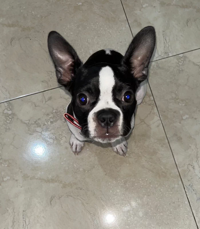  Boston terrier