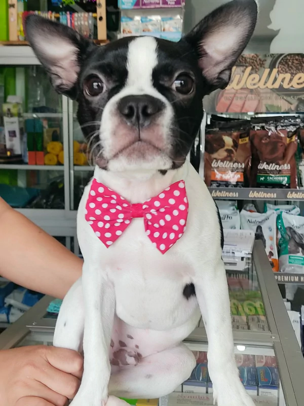  Boston terrier