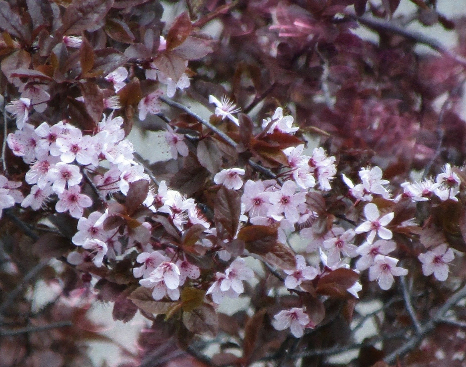 Cherry blossom flowers with "bokeh." by Demasc1